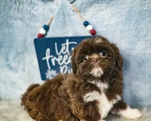 Shih-Tzu Fêmea: A Companheira Ideal para Todos os Momentos