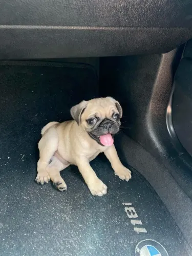 Filhotes de Pug | Amor de quatro patas à procura de lar!
