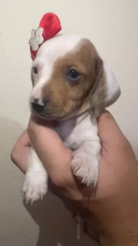Filhote de Cachorro Salsicha - Bem Cuidado