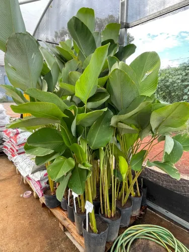 Mudas de Maranta Charuto com 1,5 acima 