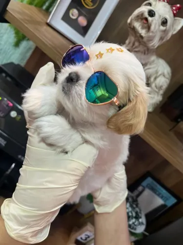 Lhasa Apso Pequeno Fêmea ? Filhote dócil e equilibrada