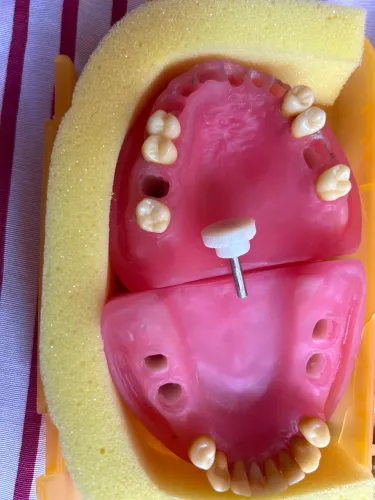 Manequim de periodontia Pronew