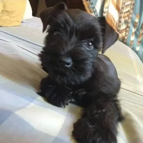 Schnauzer  pimenta , ou pretinho ou branco 