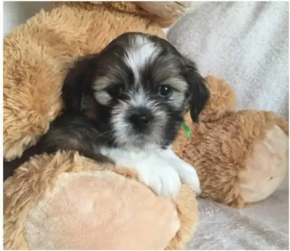 Shih tzu macho com 66 pedigree vacina e garantias em contrato disponível em loja 