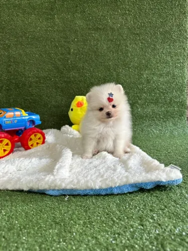 Filhote de Lulu da pomerania - micro 