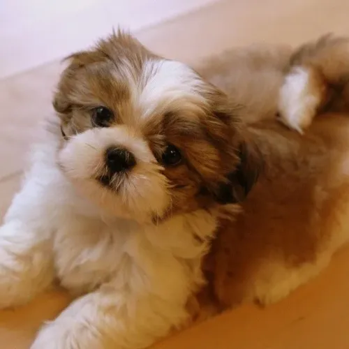 Filhote Shih Tzu fuzinho curtíssimo