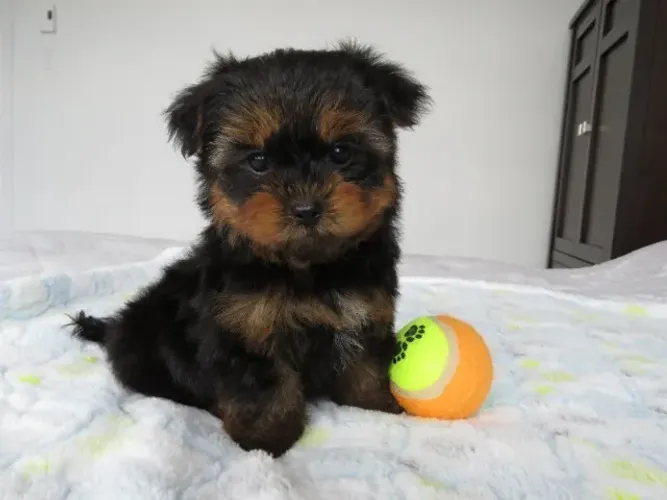  Yorkshire Terrier Machinho á Venda