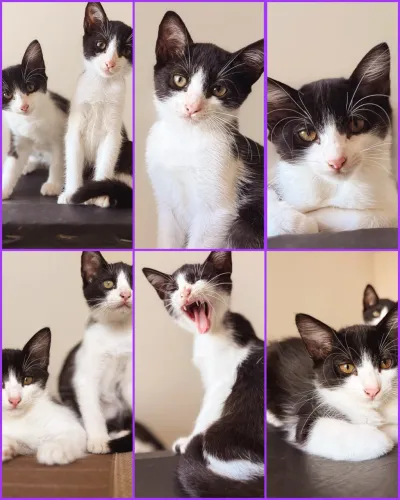 Gatinhas para adoção responsável