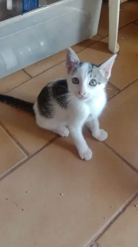 Linda gatinha para adoção