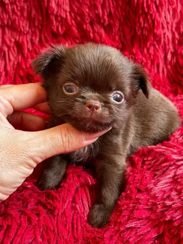 Chihuahua macho. O filhote ideal para quem procura exclusividade e beleza!
