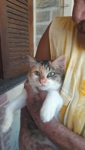 Filhote de Gato tricolor