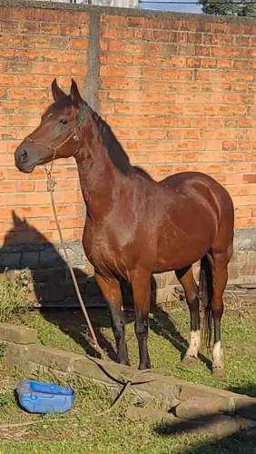 Cavalos