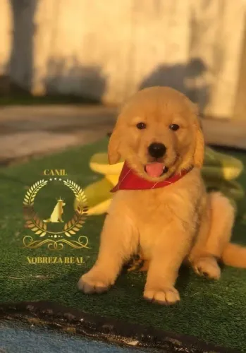 Golden Retriever Padrão @CanilNobrezaReal