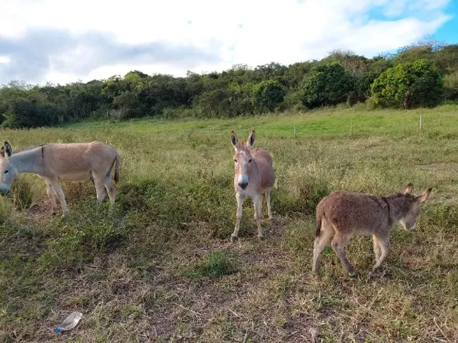 Animais a venda