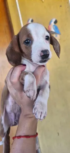 Filhote de Basset dachshund Fêmea Arlequim mofada Fêmea