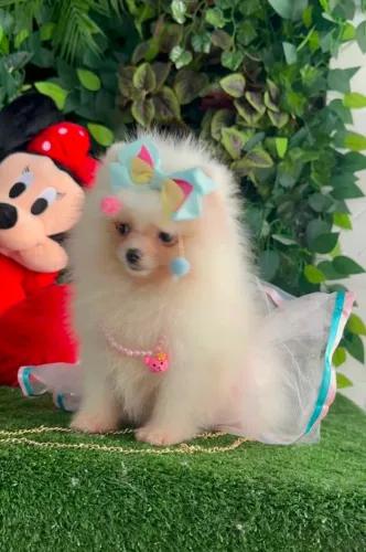 LULU DA POMERÂNIA URSINHO/ A PARTIR DE 1900!!!