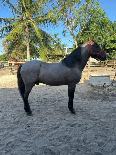 Cavalo mangalarga registrado