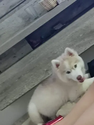 Vendo ruscky siberiano