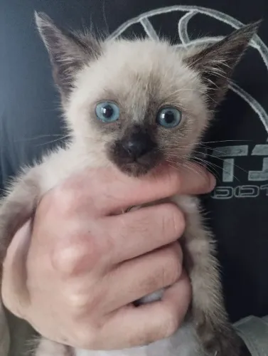 Gatinha siamesa para adoção 