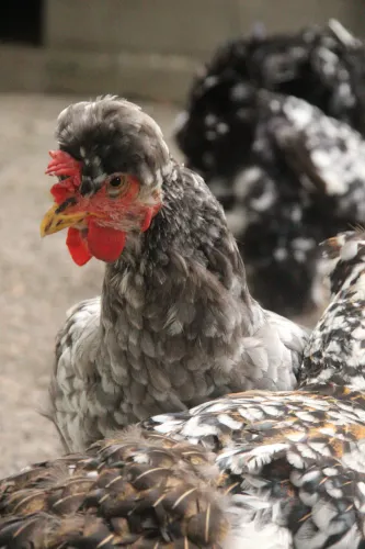 GSB GALINHA SERTANEJA BALÃO 