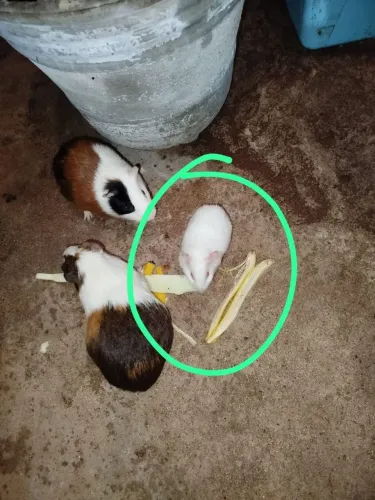 Doação Porquinho da Índia