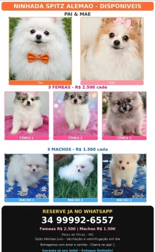 Luluzinhos machos e fêmeas