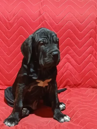 Um filhote Fila Brasileiro