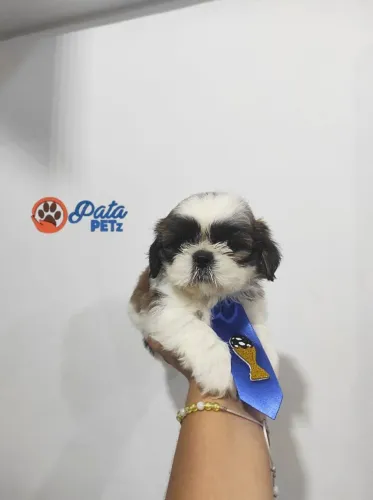 Filhotes de Shihtzu 