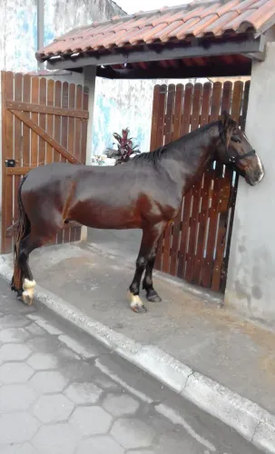 CAVALO MARCHADOR