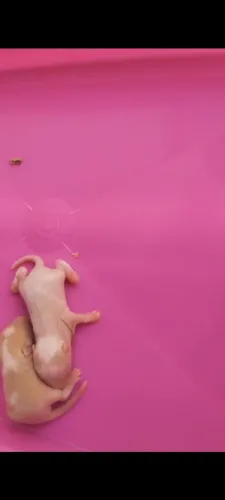 Esquilos da mongolia a venda (Gerbil)