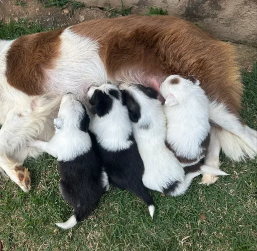 VENDE-SE BORDER COLLIE COM PEDIGREE - FÊMEA