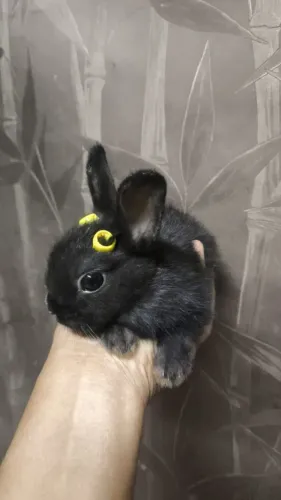 Mini coelhos