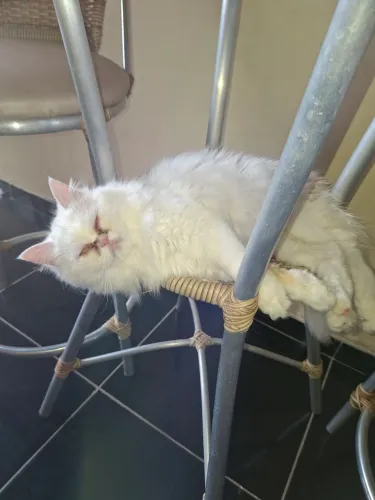 Gata Persa