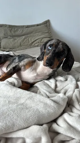 LINDO BASSET DACHSHUND ARLEQUIM PRATA