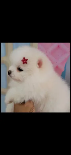 Lulu Fêmea