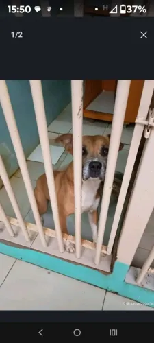 Cão para doação 