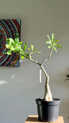 Rosa do deserto - Enxertos selecionados e identificados