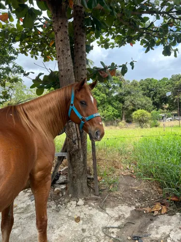 Cavalo de vaquejada 