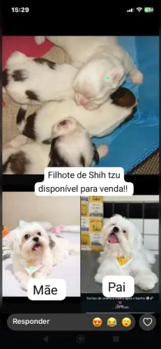 Filhotes de Shitzu a venda 