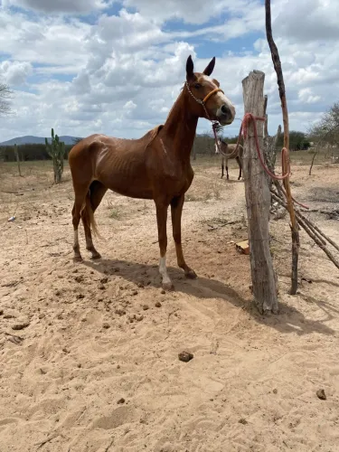 Égua MM