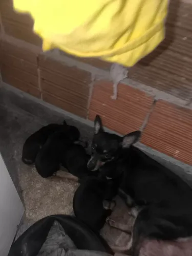 Cães 