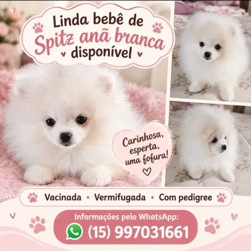 Última bebê de Spitz anã