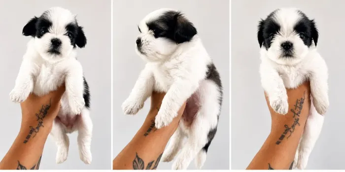 FILHOTES DE SHIH TZU