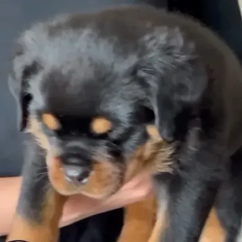 ROTTWEILER DISPONÍVEIS - FILHOTES