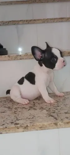 Bulldog francês