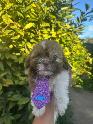 Cachorro shih tzu