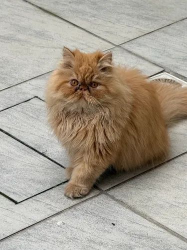 Gato persa macho castrado
