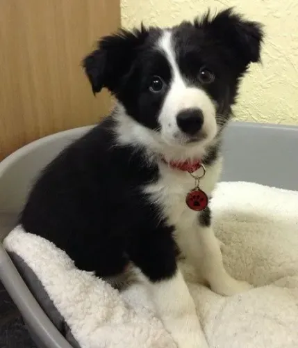 Border Collie Alegria que se integra ao cotidiano familiar