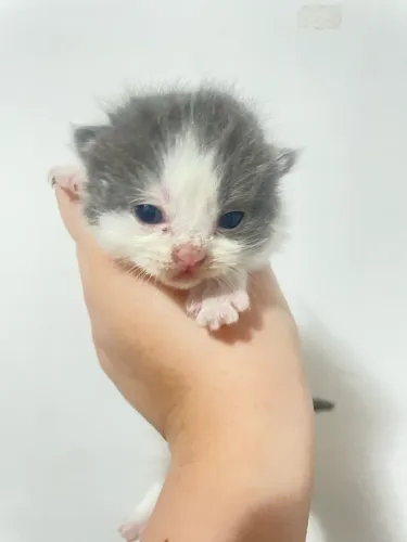 Gatinho persa mestiço 
