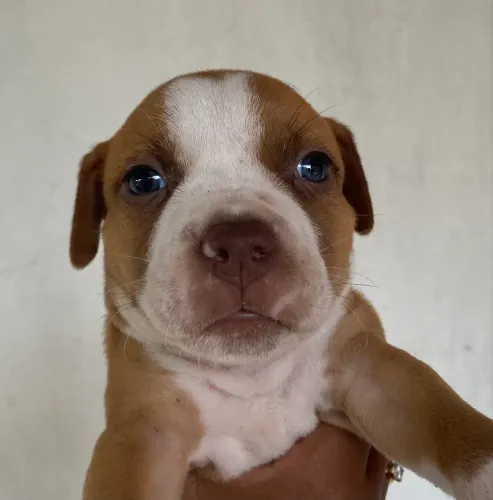 Filhotes De Pitbull 
